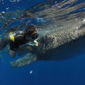 Whale Shark Tour
