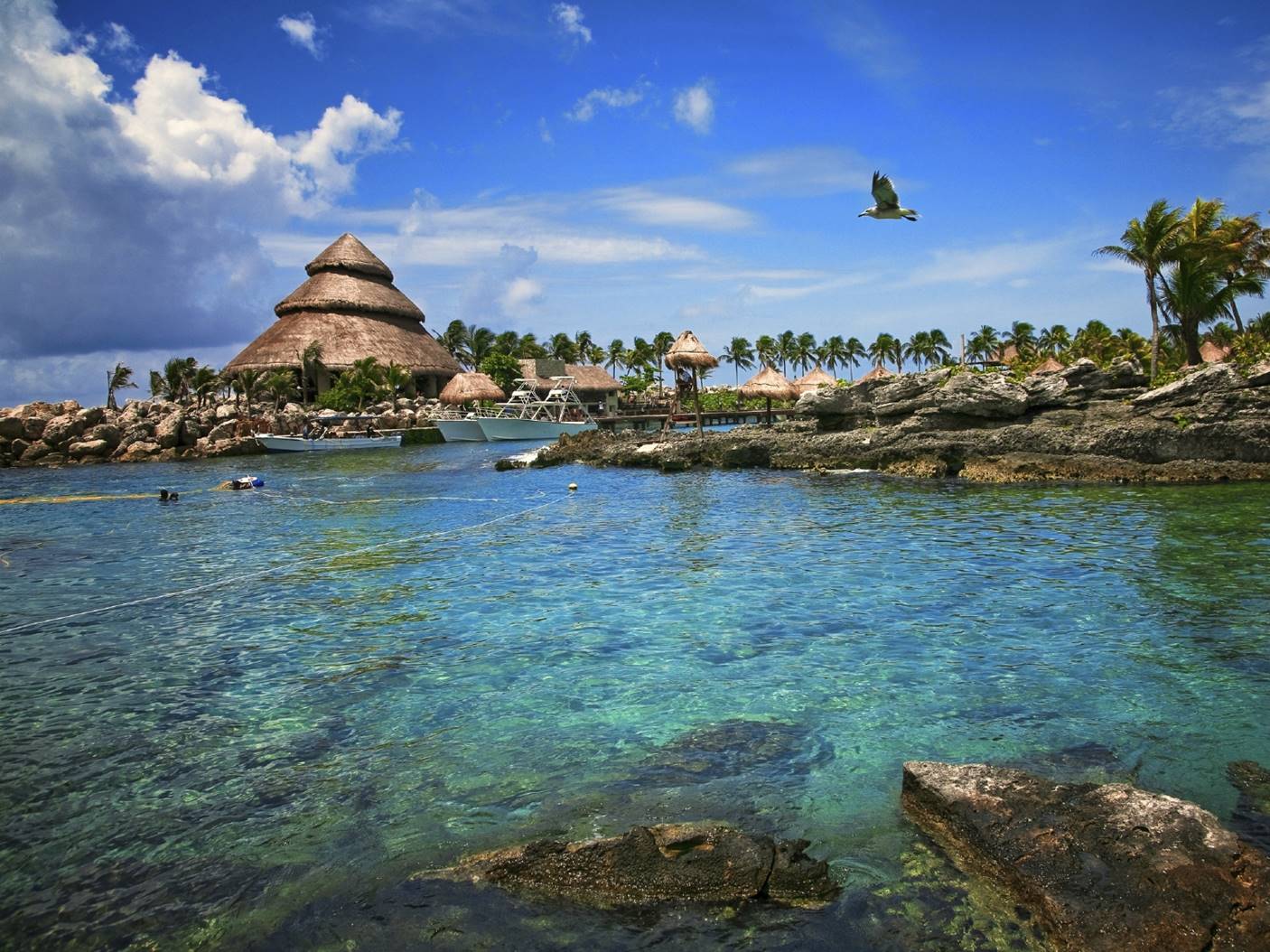crystal-clear turquoise Caribbean waters. Image of dolphins enjoying. 
